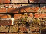 Bricks and Grass