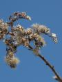 Dry Flowers on a Twig