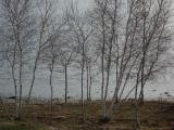 Line of Birches