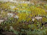 Mixed Mosses on Bark