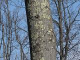 Lichens on the Nearest Tree