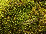 Moss from Above