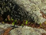 Plantlets by a Boulder