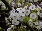 Cluster of White Blossoms