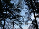 Silhouette of Trees at Sunset