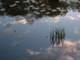 Grass and Clouds, Reflected