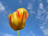 Tulip and Sky