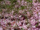 Petals on the Grass