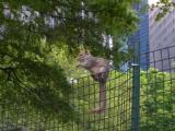Squirrel on a Fence