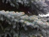 Layer of Spruce