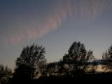 Cloud Wisps above the Trees