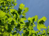 Leaf Silhouette