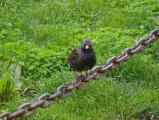 Starling on the Chain