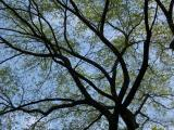 Canopy of Branches