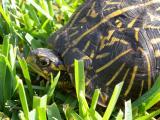 Turtle in the Grass