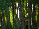 Wall of Palms