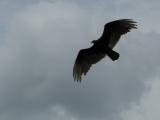 Vulture