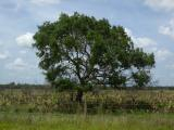 Tree at Yeehaw Junction