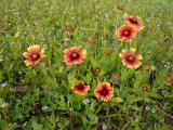 Crimson and Yellow Flowers