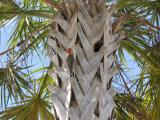 Woodpecker on a Palm