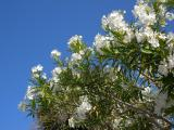 Sky Flowers