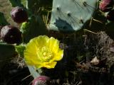 Cactus Flower