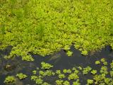 Landscape of Aquatic Plants