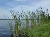 Reeds at Three Forks