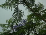 Jacaranda Branches