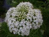 Little White Flowers