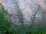 Plants on a Granite Backdrop