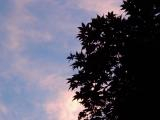 Pink Clouds, Dark Leaves