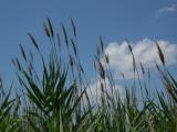 Grasses and Clouds