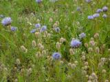 Plymouth Wildflowers