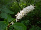 Clethra Flowers