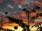 Plants and Sunset