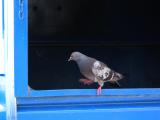 Pigeon on Blue