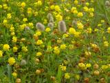 Yellow Wildflowers