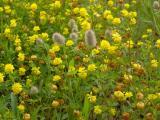 Yellow Wildflowers