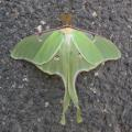 Luna Moth