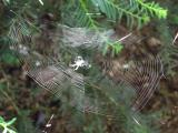 Spiderweb in the Public Garden