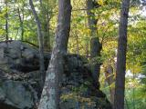 Rock and Trees