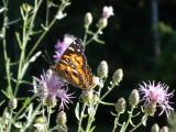 Butterfly in a Wild Garden