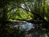 Arching Trees, Bending Brook