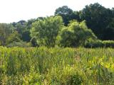 Cattails in the Arboretum