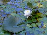 Water Lily