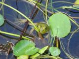 Among the Lillypads