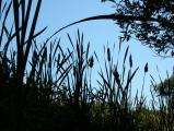 Cattail Silhouette