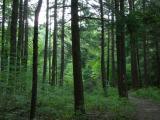 Virginia Wood Trail