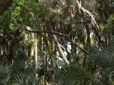Florida Jungle